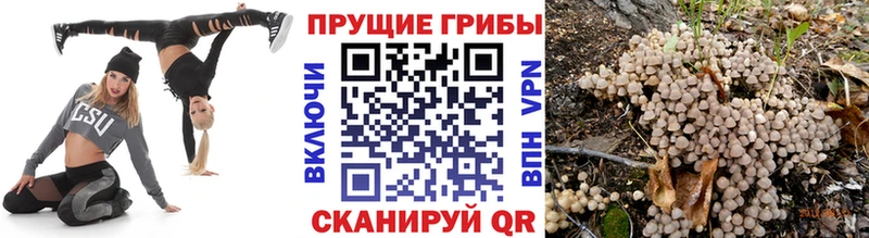 Псилоцибиновые грибы Psilocybe Купить закладки Вяземский